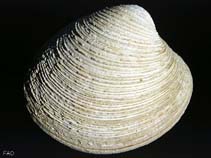 Image of Venus casina (Thick-ridged venus)