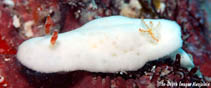 Image of Verconia decussata 