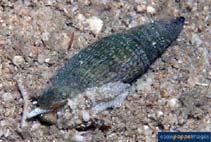 Image of Vexillum granosum (Granular mitre)