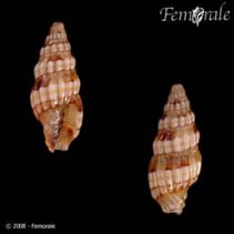 Image of Vexillum hanleyi 