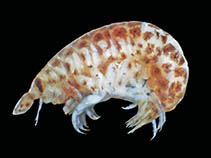 Image of Vibilia antarctica 