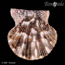 Image of Volachlamys singaporina (Singapore scallop)