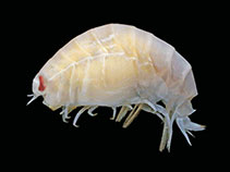 Image of Waldeckia obesa 