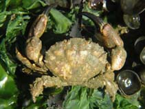 Image of Xantho pilipes 