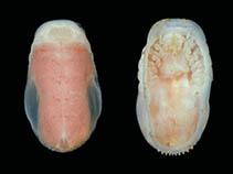Image of Zonophryxus quinquedens 