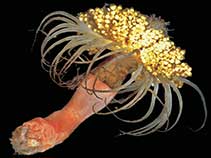 Image of Zyzzyzus parvula 