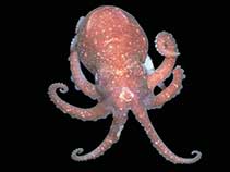 Image of Adelieledone polymorpha (Antarctic knobbed octopus)