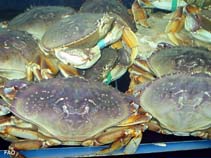 Image of Metacarcinus magister (Dungeness crab)