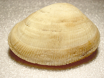 tn_Earug_u0.jpg
