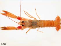 Image of Nephrops norvegicus (Norway lobster)