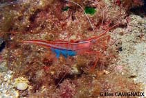 Image of Plesionika narval (Narwal shrimp)