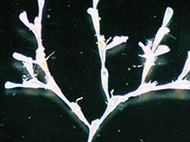 Image of Scruparia ambigua 