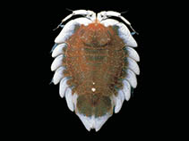 tn_Sebou_u0.jpg