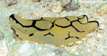 tn_Tupil_u8.jpg